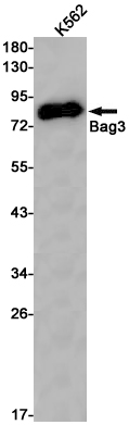 BAG3 Rabbit mAb
